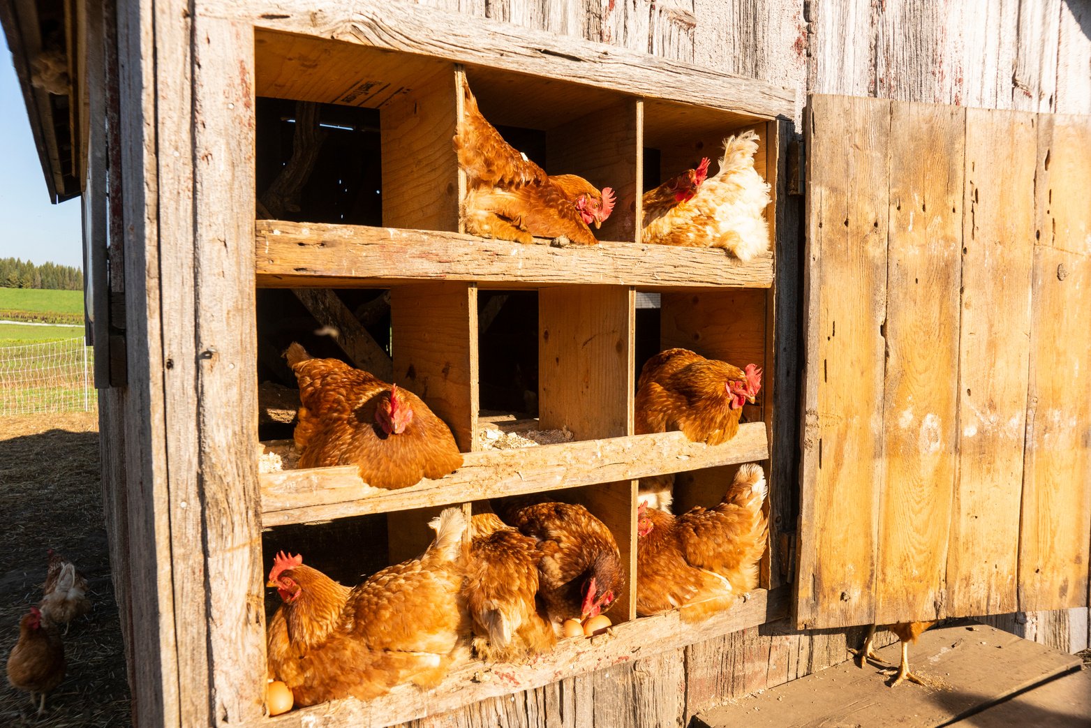 Organic Chickens in a chicken coop.