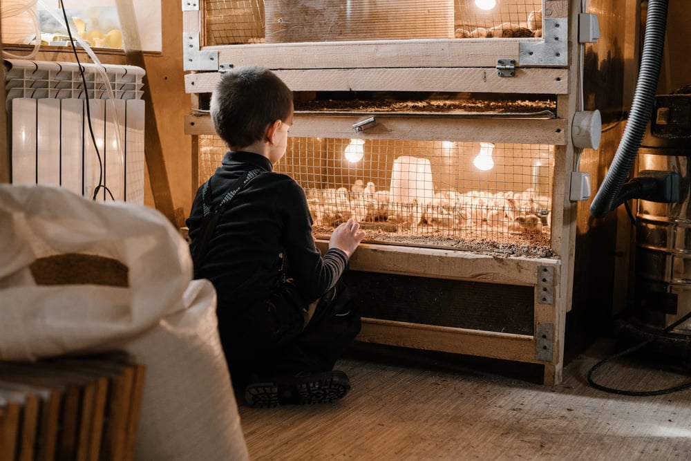 Little kid sitting near brooder with chicks