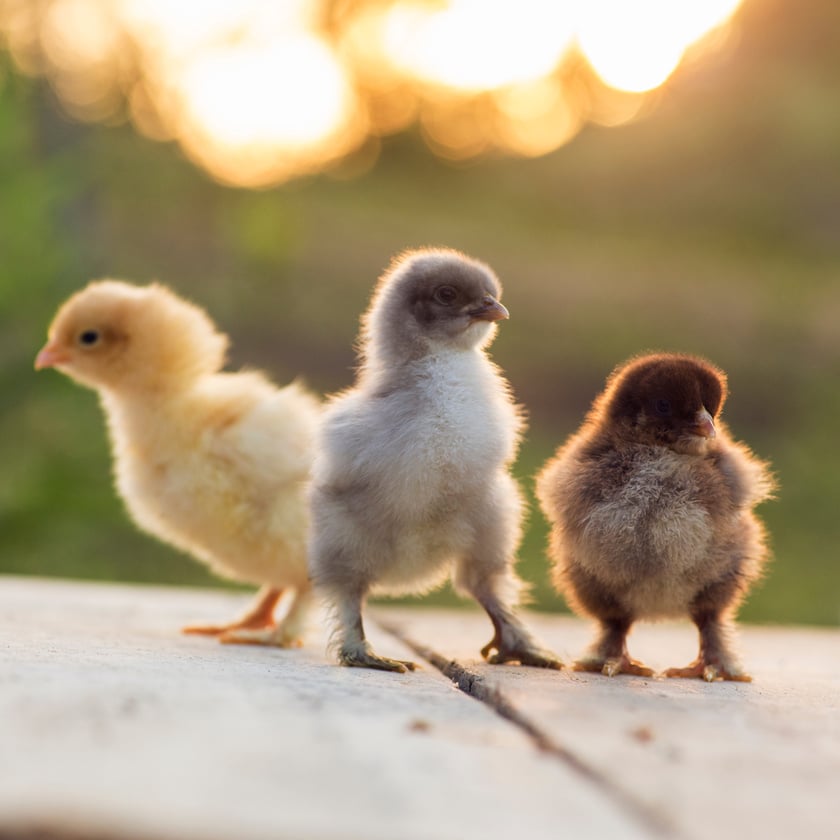 assorted baby chicks