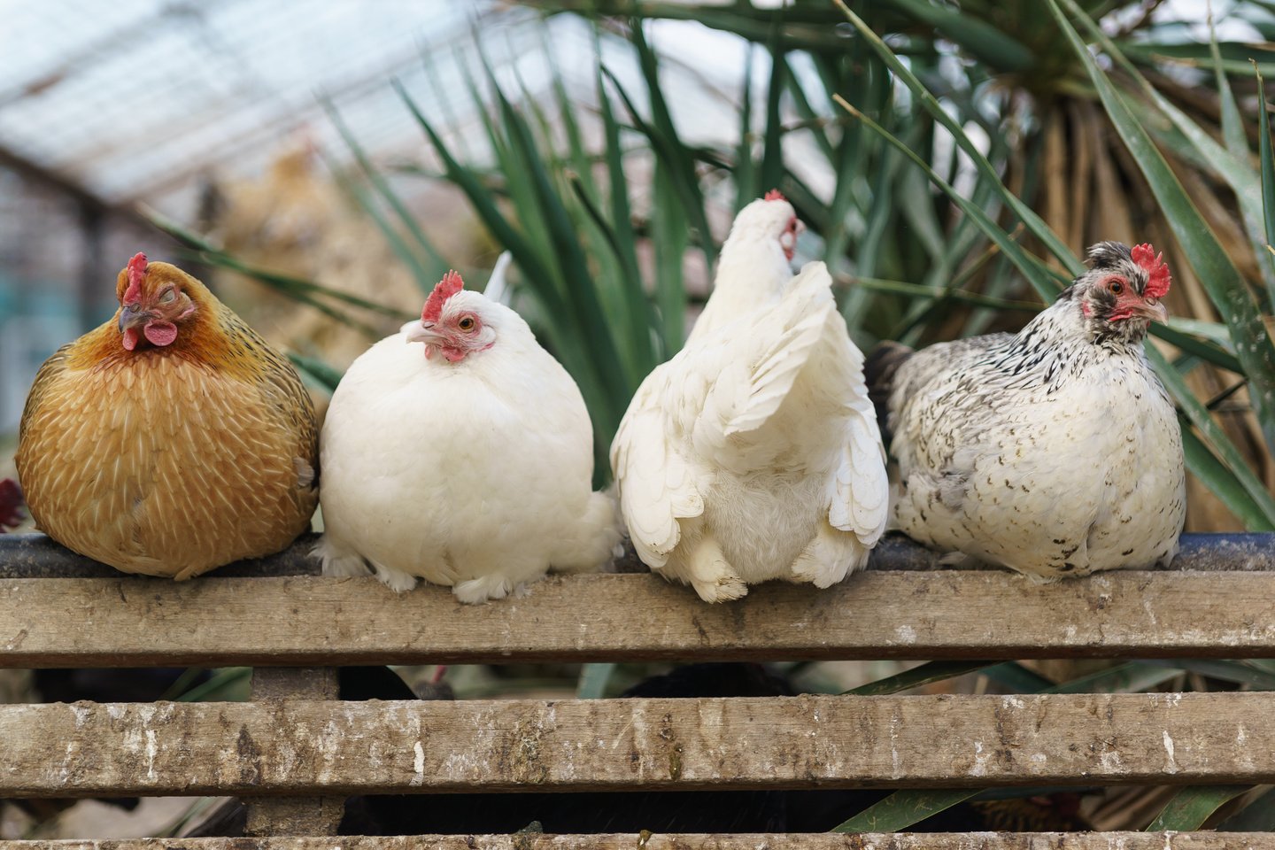 Four different chickens perch in a chicken coop