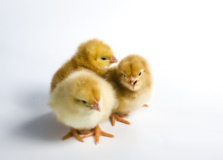 Three Chicks on White Background