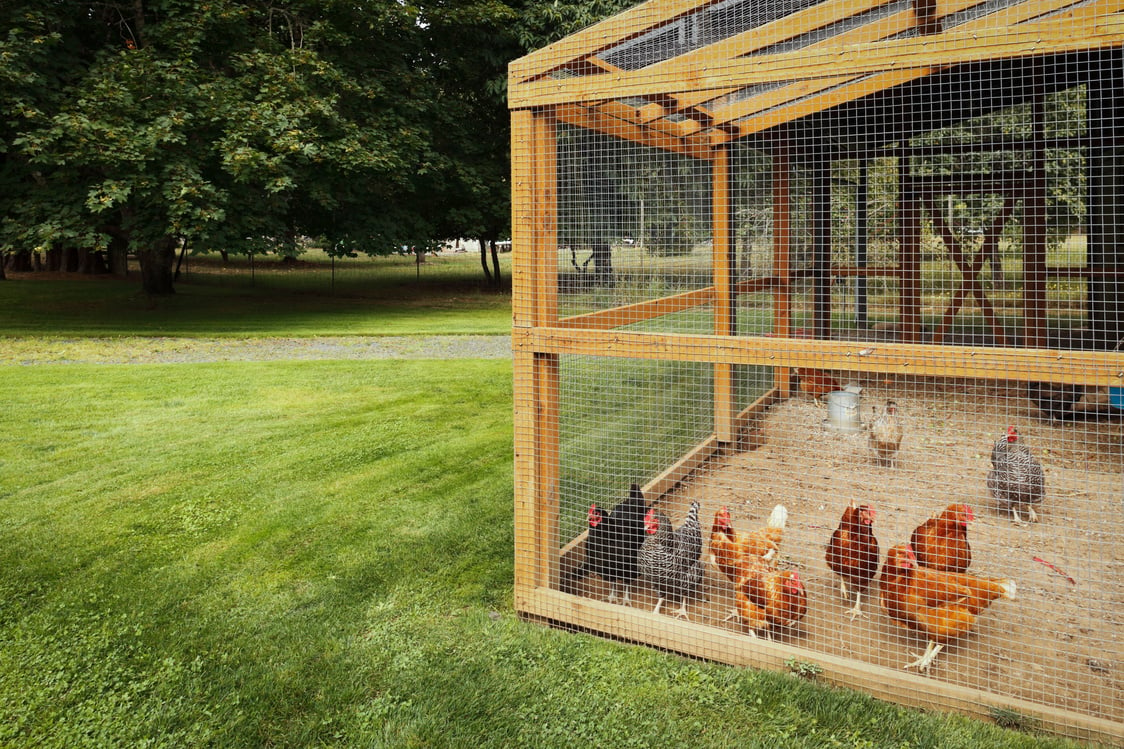 Chicken Coop